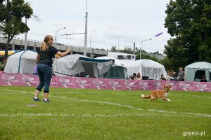 Jedna z drużyn. Pies i jego opiekunka podczas pokazu freestyle na zawodach „Latające psy” // fot. Magdalena Czernek