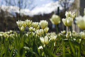 Tulipany przy Teatrze Muzycznym