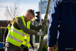 Nasadzenia nowych drzew przy ul. Wielkopolskiej i ul. Chwaszczyńskiej (fot. Kamil Złoch)
