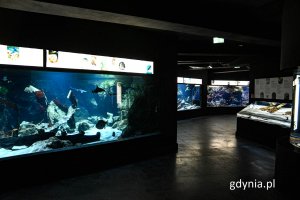 Nowa ekspozycja dostępna w Akwarium Gdyńskim, fot. Michał Sałata