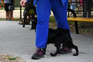 Otwarcie wybiegu na ul. Tucholskiej (Oksywie/Obłuże)
