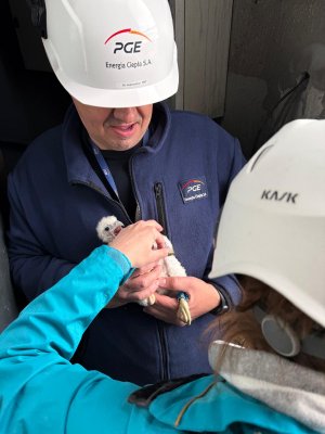 Obrączkowanie pisklaków (fot. materiały prasowe PGE Energia Ciepła)