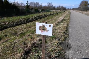 Żaby rozpoczynają okres godowy. Straż Miejska w Gdyni ustawia znaki, informujące o obecności tych stworzeń w danym miejscu. Fot. Zygmunt Gołąb 