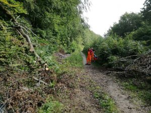 Uprzątnięte drzewo po przekazaniu informacji do odpowiednich służb // źródło: GCK