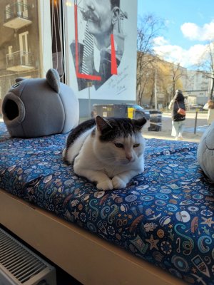 Kot leżący na parapecie kawiarni „Biały Kot” 