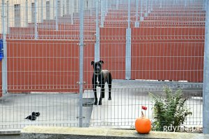 Jeden z psich podopiecznych „Ciapkowa” na wybiegu zewnętrznym przed boksem 