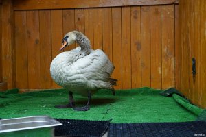 Łabędź, jeden z obecnych pacjent&oacute;w ośrodka