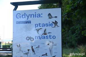 Tablica: Gdynia - ptasie miasto z rysunkami ptaków