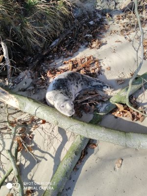 Foka odpoczywała na gdyńskiej plaży // fot. EkoPatrol gdyńskiej Straży Miejskiej