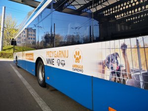 Trolejbusy przypominają o 1% dla gdyńskich organizacji // fot. Danuta Kantrzonka