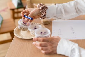 3 pojemniki z kasza ustawione na stoliku podczas  konkurencji, oglądane przez uczestniczkę
