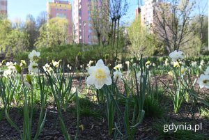 Narcyzy w Parku Centralnym (fot. Magdalena Starnawska)