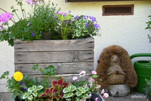 Na zdjęciu mała donica z kwiatami dla zapylaczy