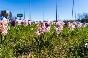 Wiosenne kwiaty w Gdyni