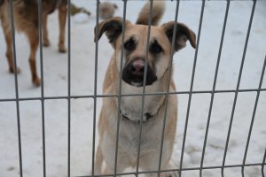 Mieszkańcy "Ciapkowa"