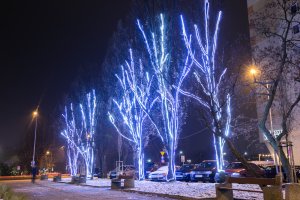 Przystrojone drzewa w okolicy Skweru Kościuszki, fot. Karol Stańczak