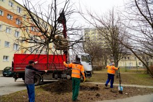 Lipy z ul. Rolniczej przesadzano w pobliże bloków // fot. Laboratorium Innowacji Społecznych