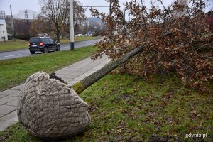 Akcja przesadzenia drzew koordynowana jest przez Wydział Ogrodnika Miasta/fot. Paweł Kukla