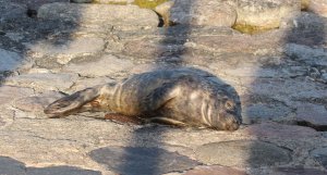 Szczeniak foki szarej na Molo Południowym. Fot. B.P.WWF