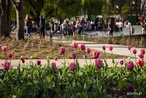 Tulipany w Parku Centralnym. Fot. Przemysław Kozłowski