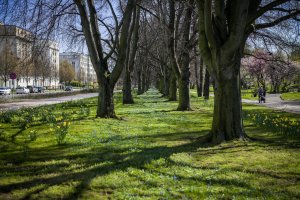 Kwiaty wzdłuż Alei Marszałka Józefa Piłsudskiego 