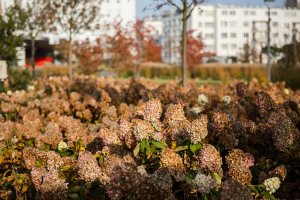 Hortensje w Parku Centralnym w jesiennych barwach // fot. Karol Stańczak 