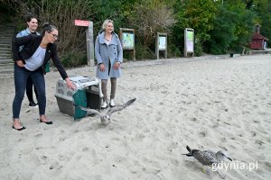Przedstawicielki „Ostoi” oraz Wydziału Środowiska Urzędu Miasta Gdyni wypuszczające na wolność mewy wyleczone w ośrodku