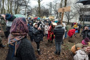 Sadzenie drzew na Kamiennej Górze 