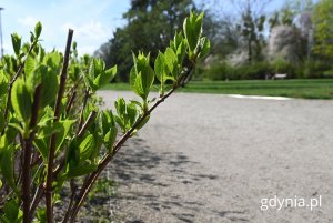 Park na Kamiennej Górze (fot. Magdalena Starnawska)