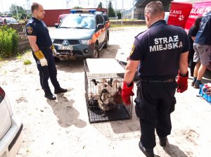 Ptaki gospodarcze w klatce