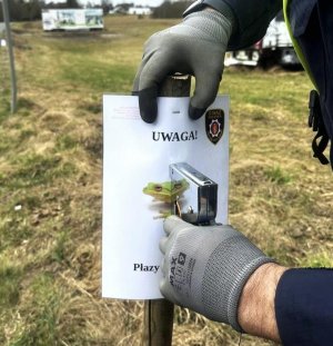 Strażnicy pracują w okolicach, w kt&oacute;rych wędrują płazy (fot. Leonard Wawrzyniak)