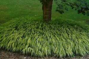 Hakonechloa smukła, fot. Biuro Ogrodnika Miasta