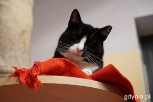 Leżący kot, jeden z podopiecznych schroniska