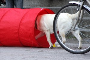 Tunel jako przeszkoda dla psa podczas zabaw 