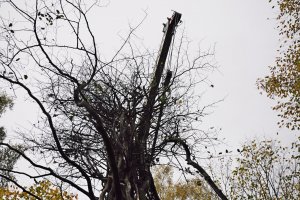 Ramię dźwigu podtrzymujące w pionie Jarząb Szwedzki, fot. Michał Kowalski