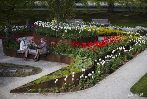 Tulipany w ogrodzie sensorycznym Parku Centralnego. Fot. Przemysław Kozłowski
