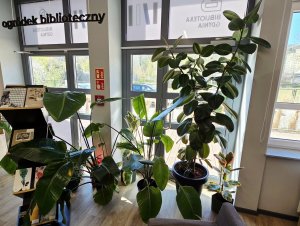 Pod dachem Biblioteki Cisowa jest ogr&oacute;dek biblioteczny, w kt&oacute;rym funkcjonuje hotel i szpital dla roślin