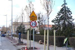 Świeżo posadzone wiśnie przy Alei Jana Pawła II