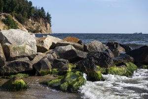 Plaża w Orłowie. Na pierwszym planie kamienna grobla i kamienie porośnięte zielonymi glonami, w tle morze i Klif Orłowski porośnięty lasem. Fot, Przemysław Kozłowski