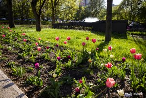 Tulipany w Parku Centralnym. Fot. Przemysław Kozłowski