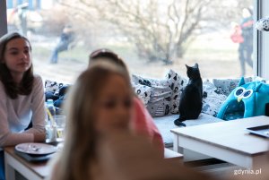 Spotkanie miłośników kotów w kociej kawiarni "Biały Kot" w Gdyni, fot. Karol Stańczak