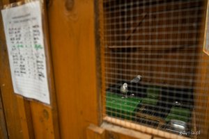 Obiekty należące do Pomorskiego Ośrodka Rehabilitacji Dzikich Zwierząt „Ostoja” w Pomieczynie – rehabilitowane mewy (fot. Kamil Złoch)
