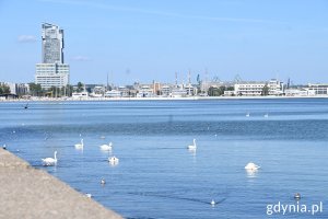 Łabędzie na wodzie, w tle budynki Sea Towers