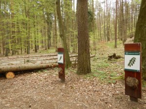 Leśny Ogród Botaniczny Marszewo - Szlak Wiewiórki