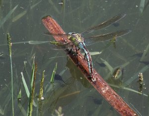  Anax imperator - Husarz władca fot. Peter Senn