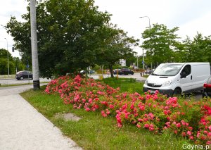 Różowe róże wzdłuż parkingu