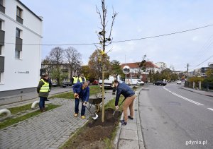 Symboliczne sadzenie nowych drzew przy ulicy Legionów, fot. Kamil Złoch