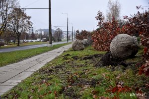 Akcja przesadzenia drzew koordynowana jest przez Wydział Ogrodnika Miasta/fot. Paweł Kukla