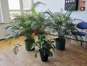 Najbardziej kapryśne są palmy i to ich jest najwięcej w hotelu i szpitalu dla roślin