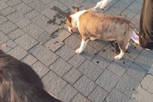 Szaro-biały pies przypominający bullteriera stojący na chodniku